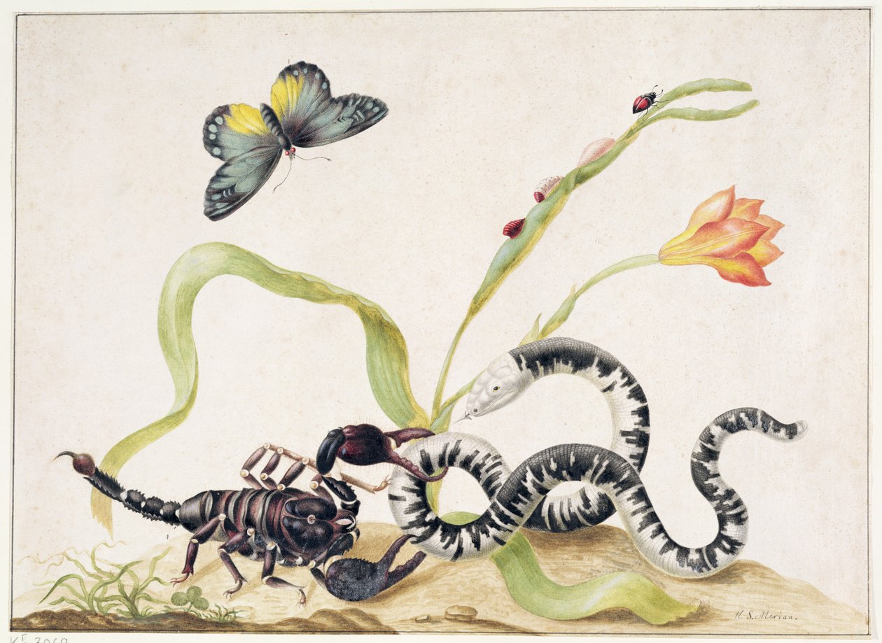 Skorpion und Schlange von Maria Sibylla Merian