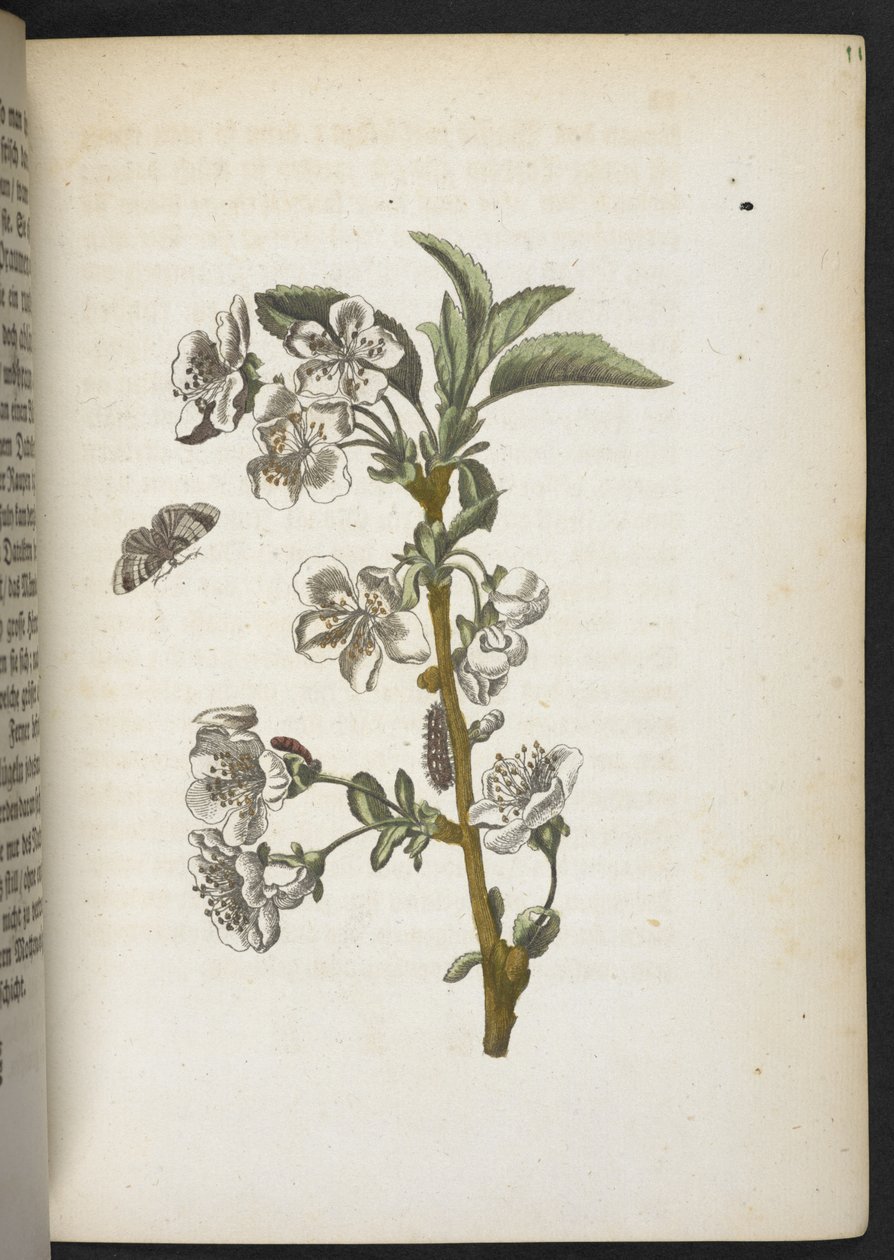 Der Raupen wunderbare Verwandlung und sonderbare Blumen-Nahrung von Maria Sibylla Merian