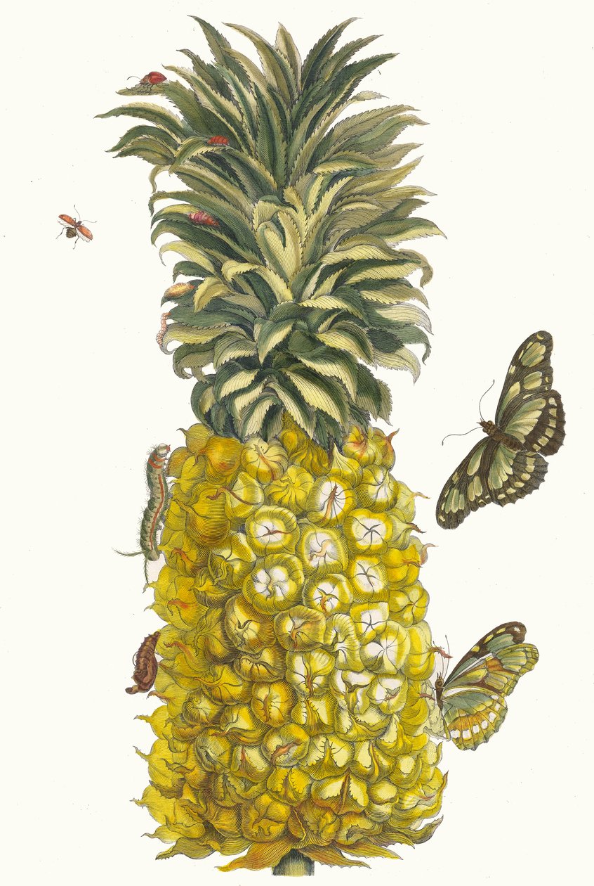 Ananas mur. Aus dem Buch Metamorphosis insectorum Surinamensium, 1705 von Maria Sibylla Merian