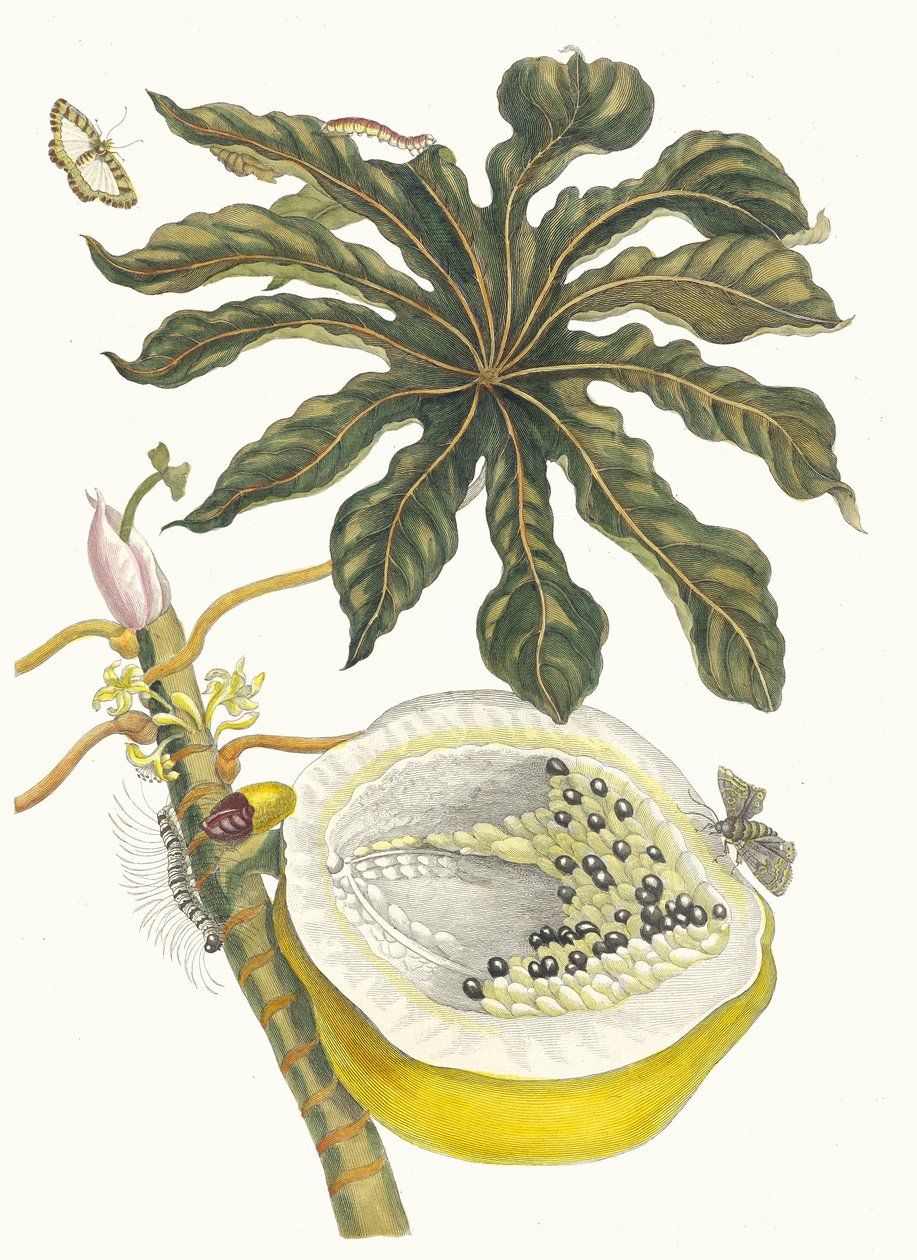 Carica papaya. Aus dem Buch Metamorphosis insectorum Surinamensium, 1705 von Maria Sibylla Merian