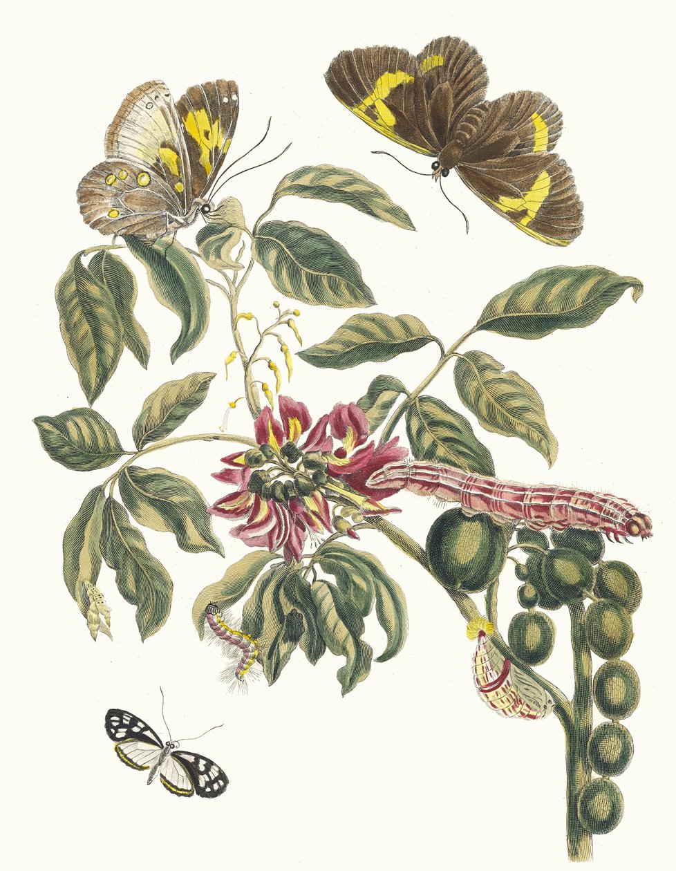 Coronilla Americana Arborescens. Aus dem Buch Metamorphosis insectorum Surinamensium, 1705 von Maria Sibylla Merian