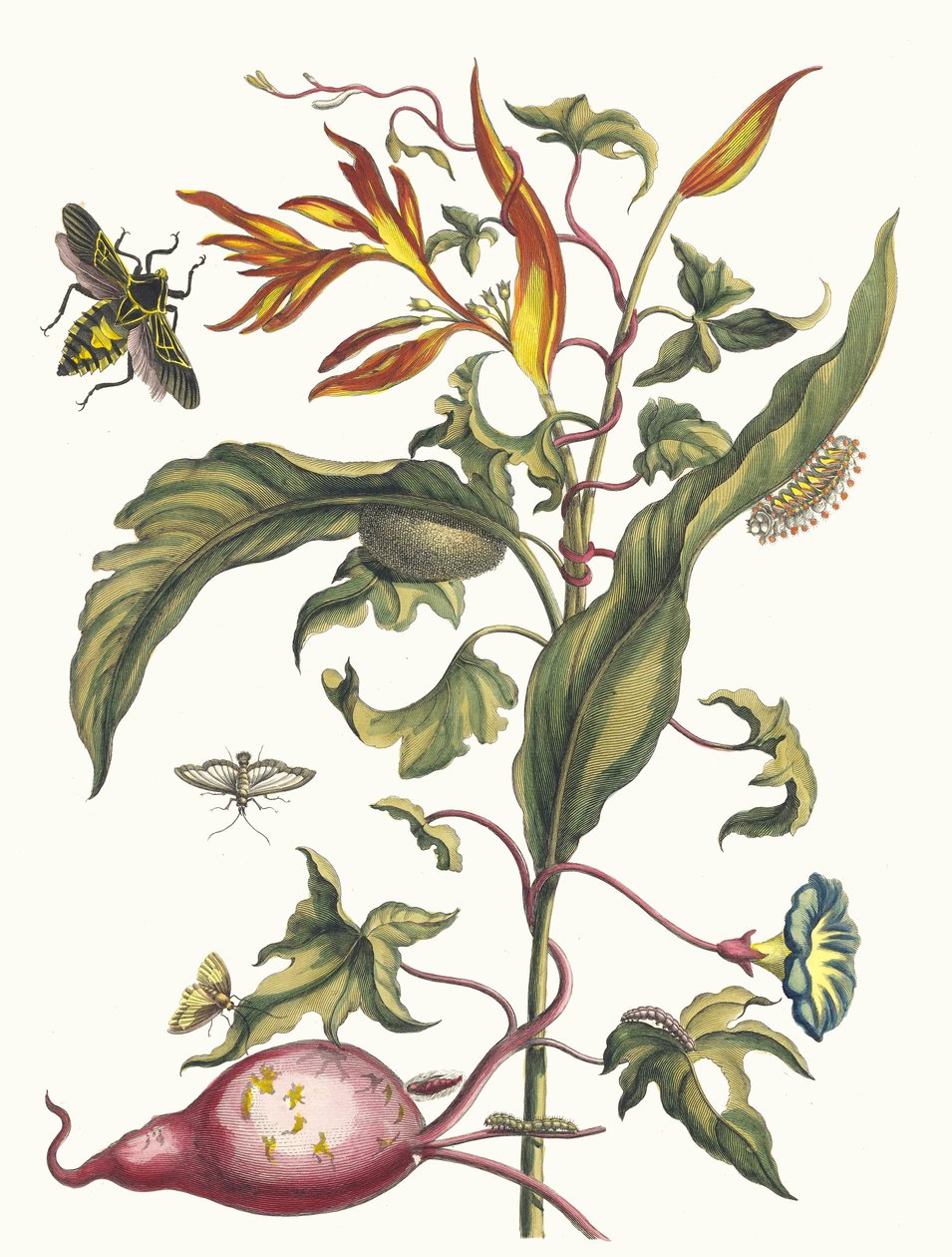Ipomoea batatas und Heliconia psittacorum. Aus dem Buch Metamorphosis insectorum..., 1705 von Maria Sibylla Merian