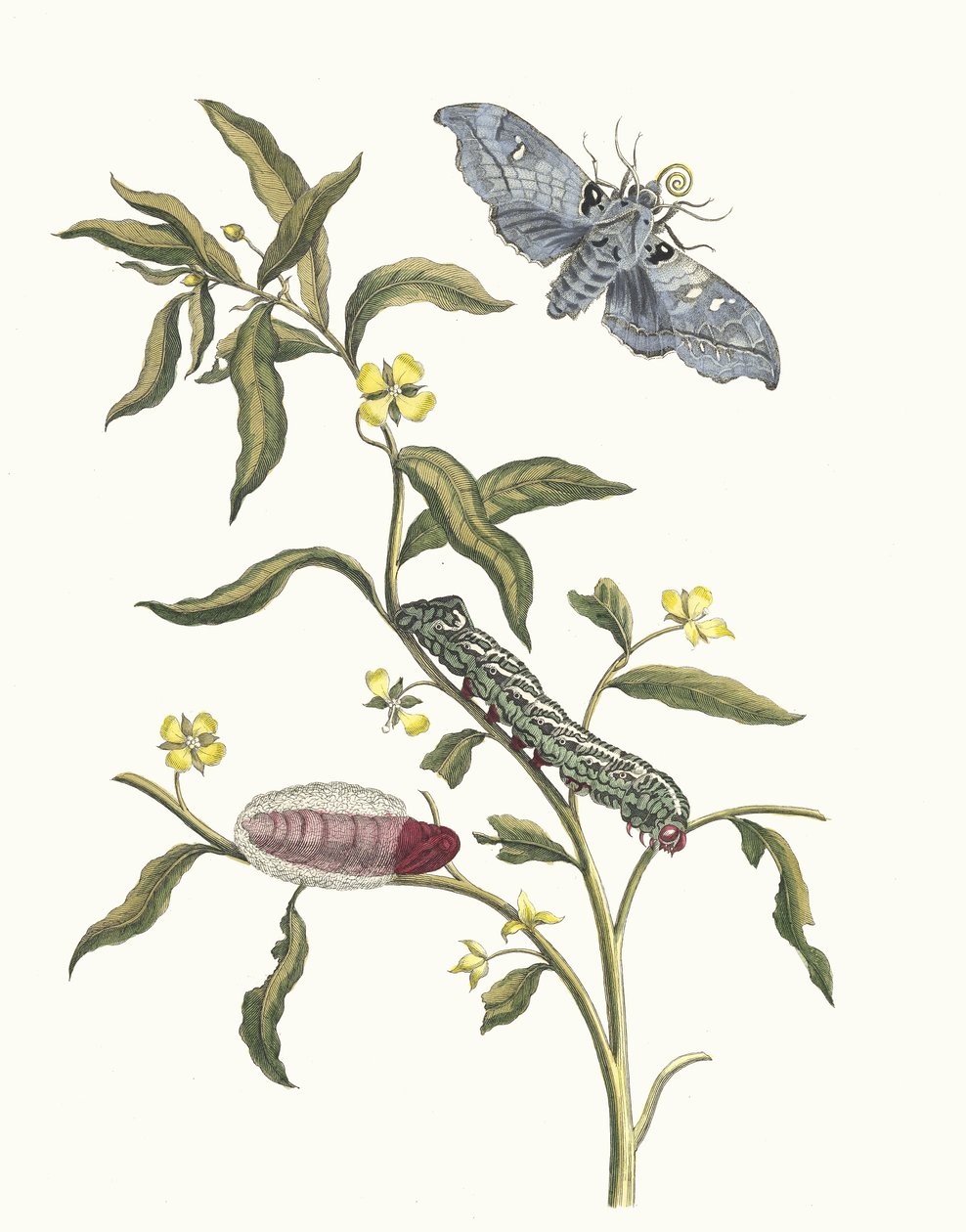 Ludwigia octovalvis. Aus dem Buch Metamorphosis insectorum Surinamensium, 1705 von Maria Sibylla Merian
