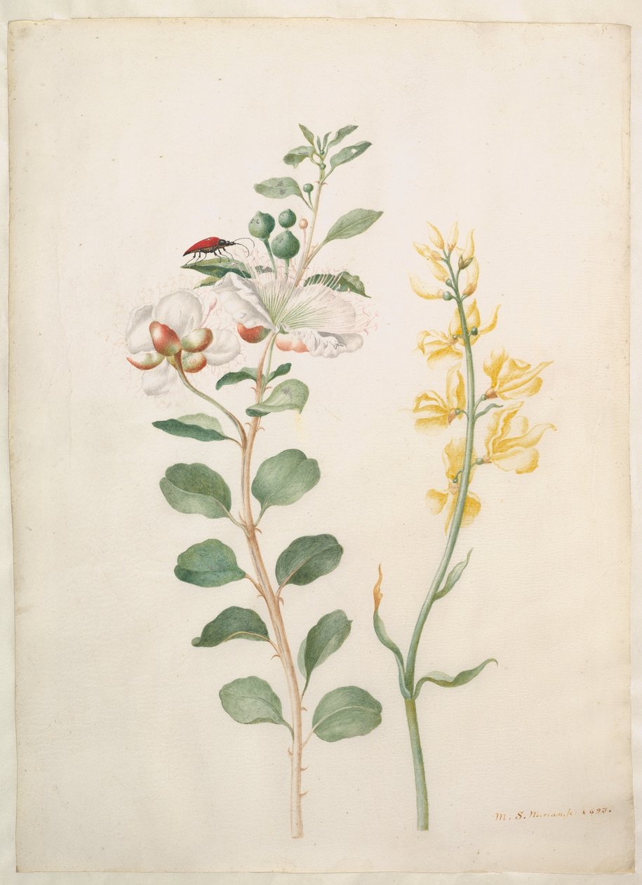 Studie von Kapern, Ginster und einem Käfer von Maria Sibylla Merian