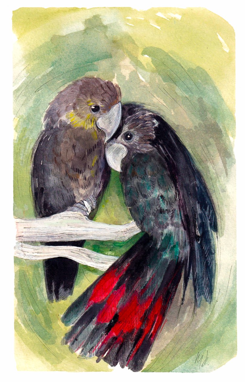 Glänzende Schwarze Kakadus von Marianna Kulukundis