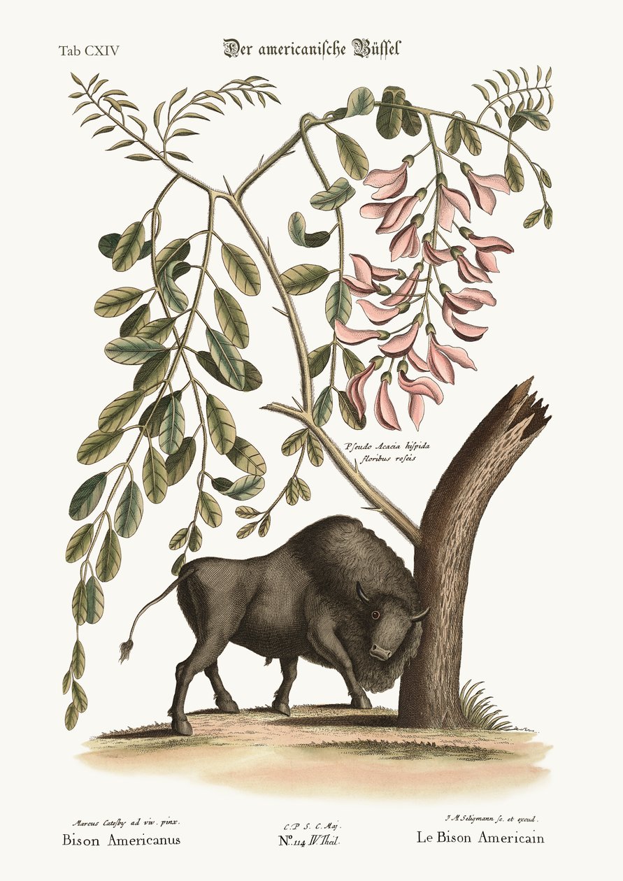 Der amerikanische Bison, 1749-73 von Mark Catesby