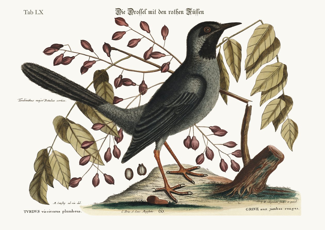 Die Rotbeinige Drossel, 1749-73 von Mark Catesby