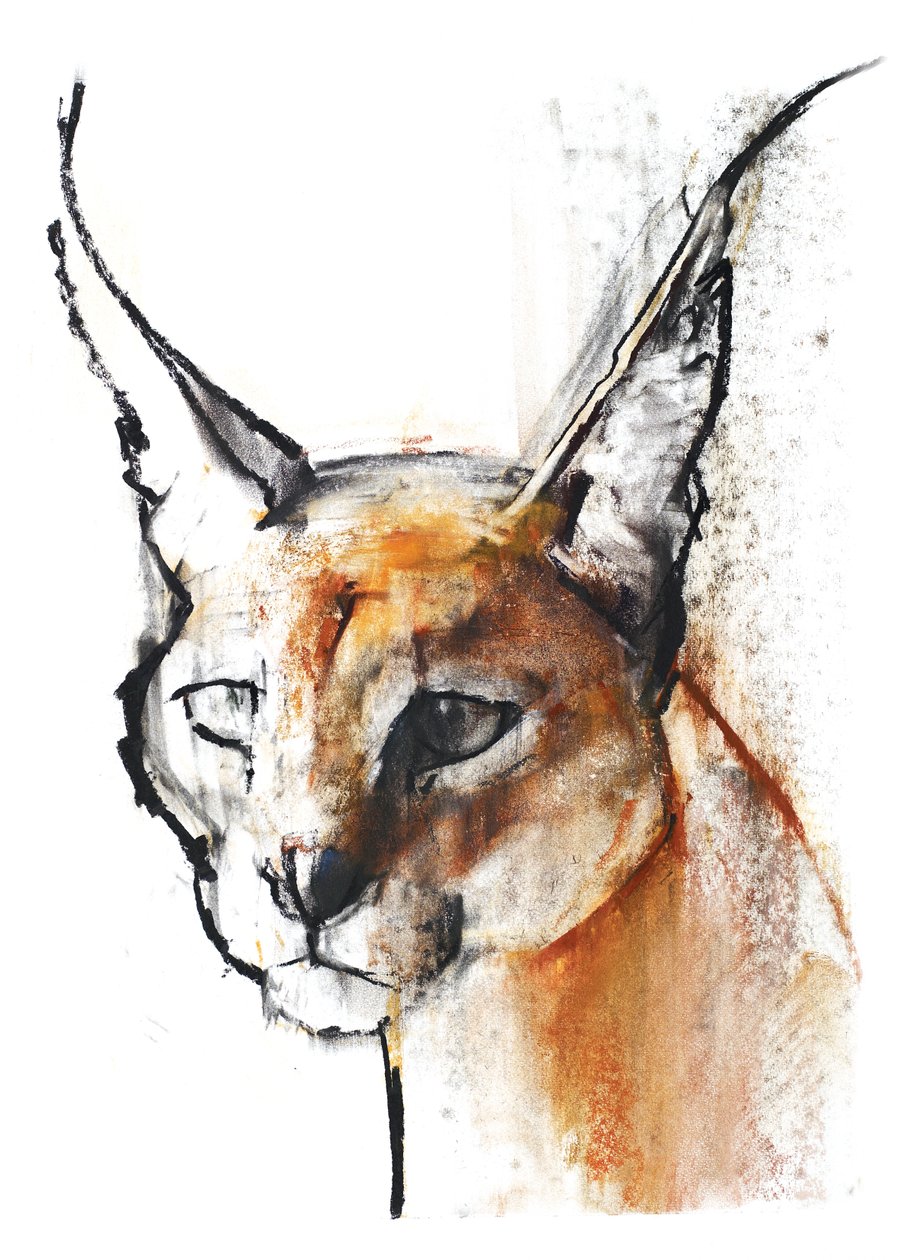 Feline (Arabischer Karakal), 2009 von Mark Adlington