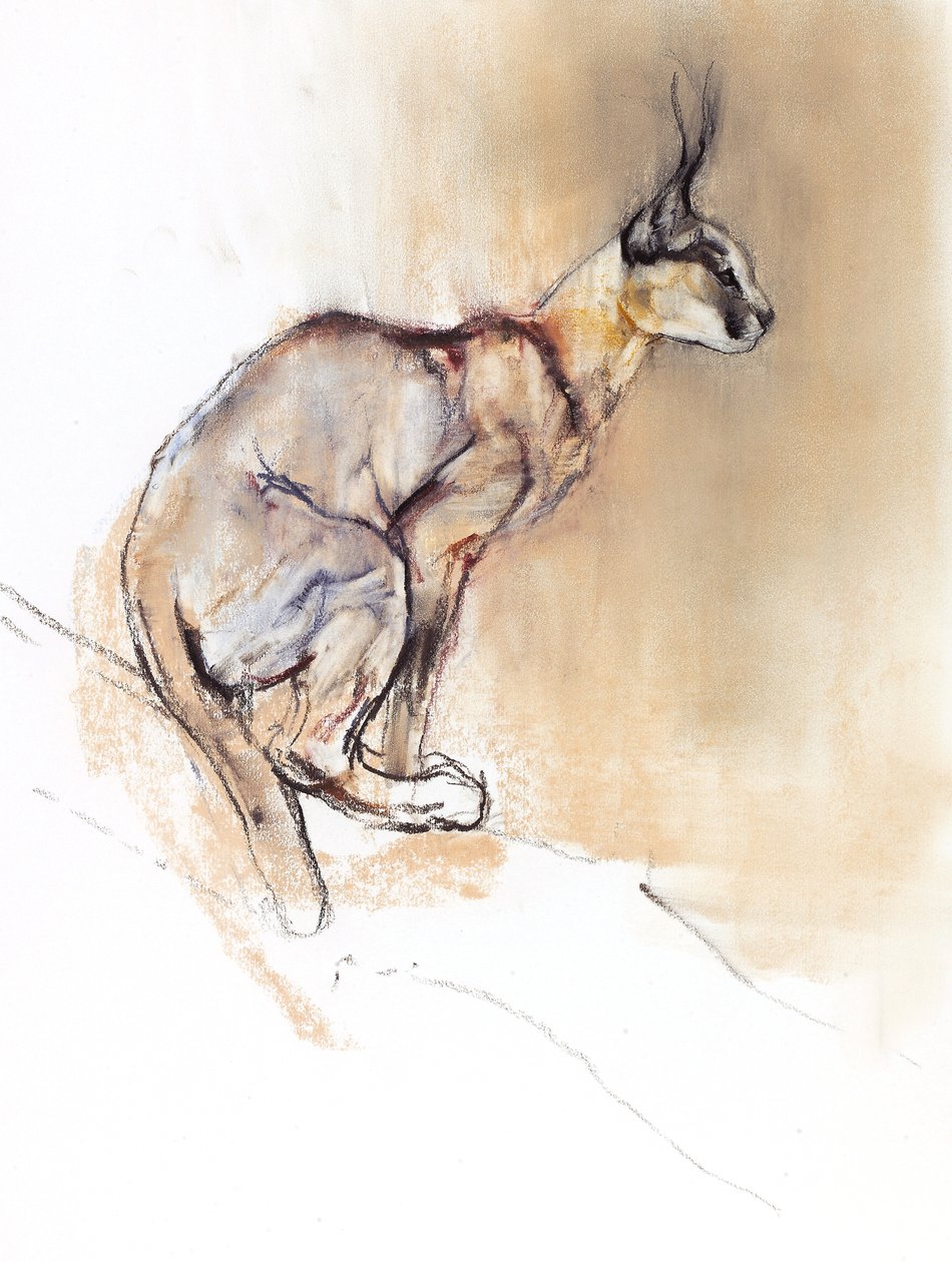 Sitzender Karakal, 2009 von Mark Adlington