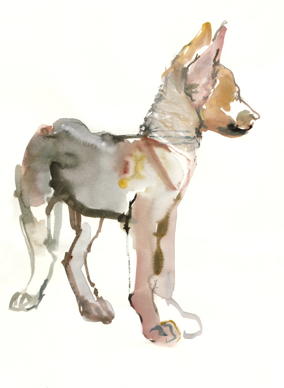 Waggle (Arabischer Wolfswelpe), 2011 von Mark Adlington