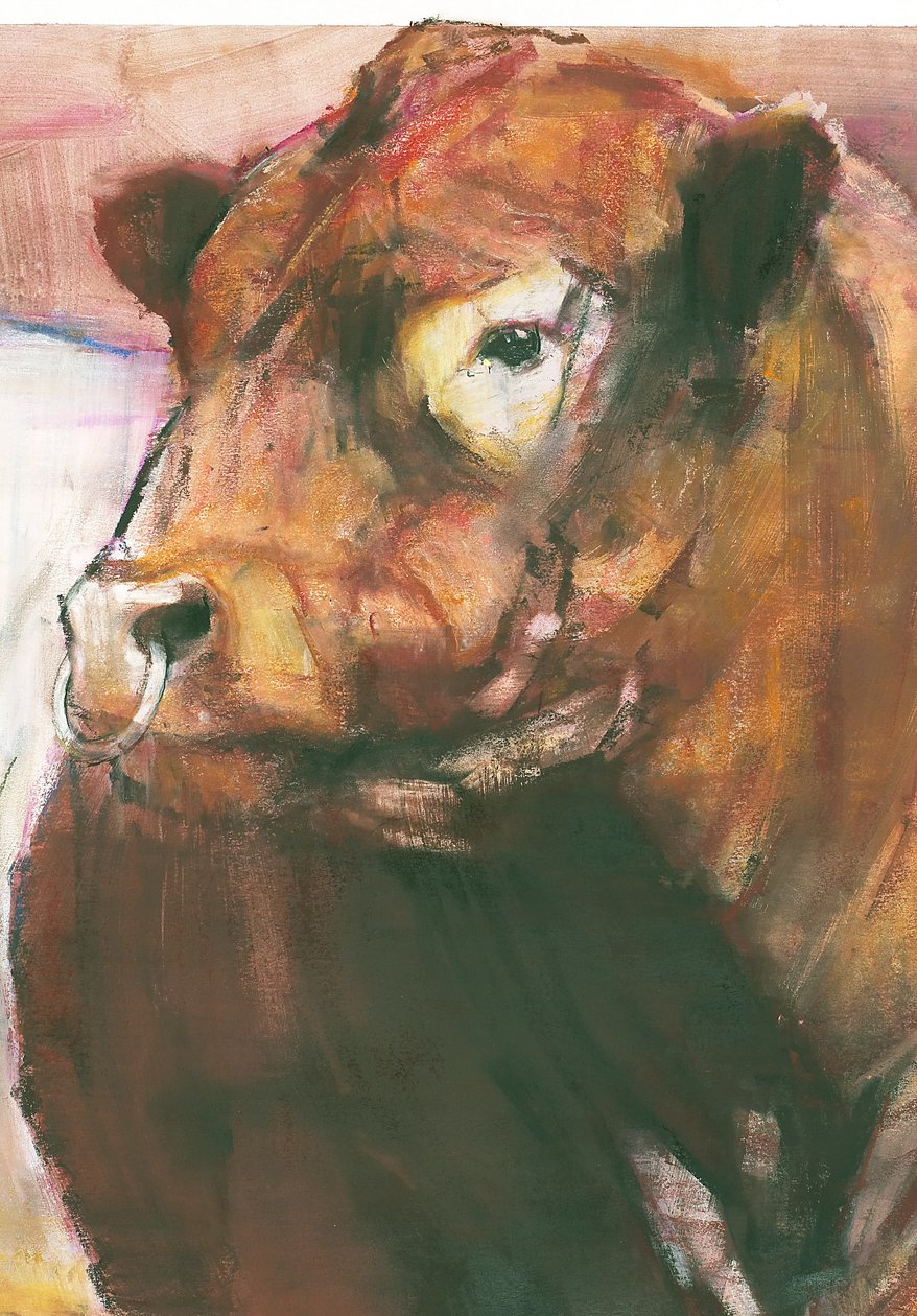 Zeus, Red Belted Galloway Bull, 2006 (Detail) von Mark Adlington