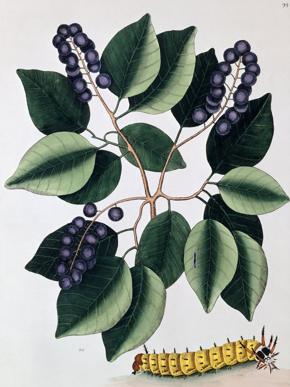 Taubenpflaume und eine große Hornraupe von Mark Catesby