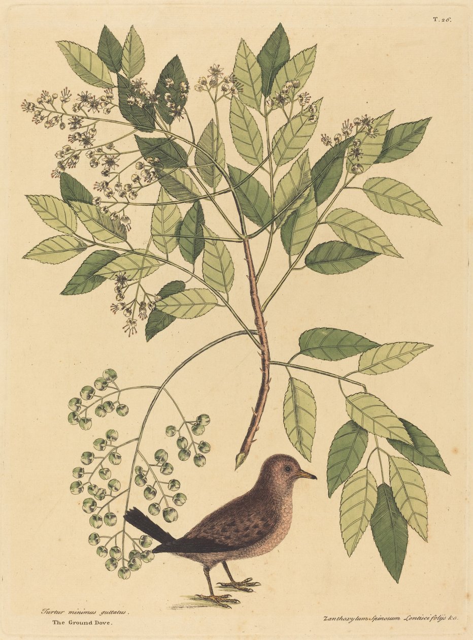 Die Bodentaube von Mark Catesby