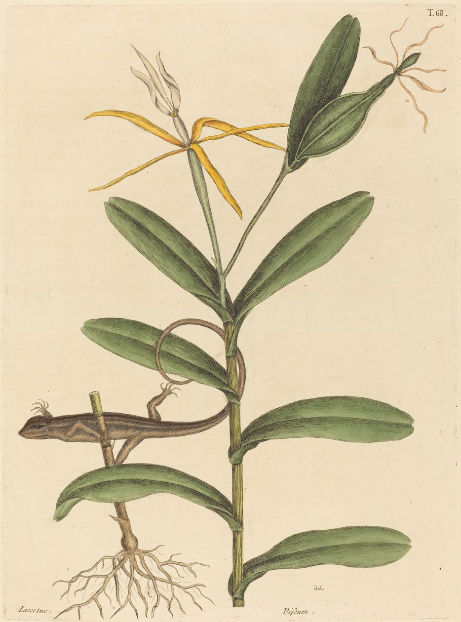 Die Lyon-Eidechse Lacerta 6-lineata, veröffentlicht 1731-1743 von Mark Catesby