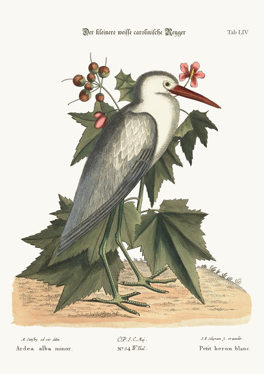 Der kleine weiße Reiher, 1749-73 von Mark Catesby