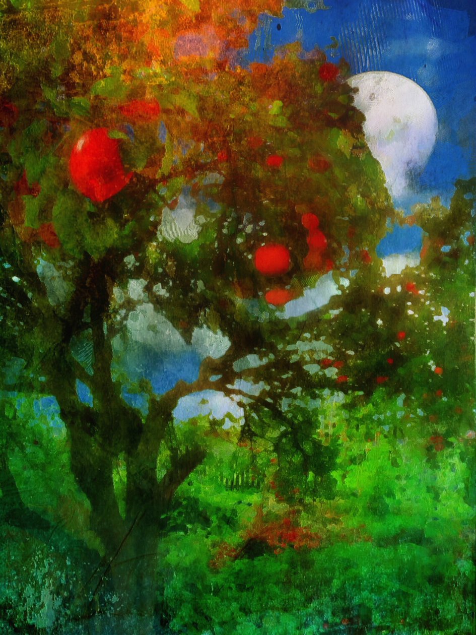 Obstgarten im Mondlicht von Mark Gordon