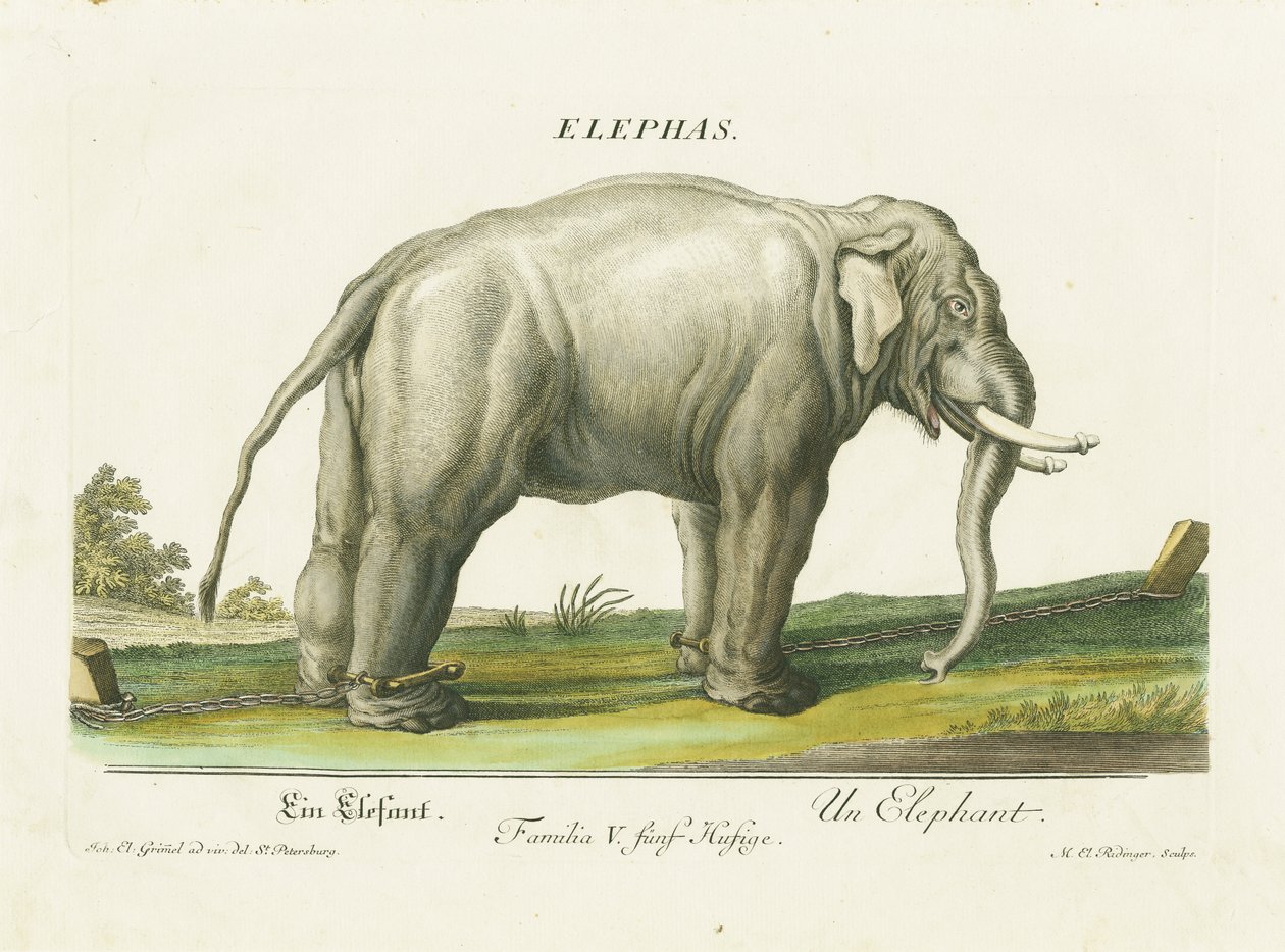 Asiatischer Elefant in Ketten von Martin Elias Ridinger