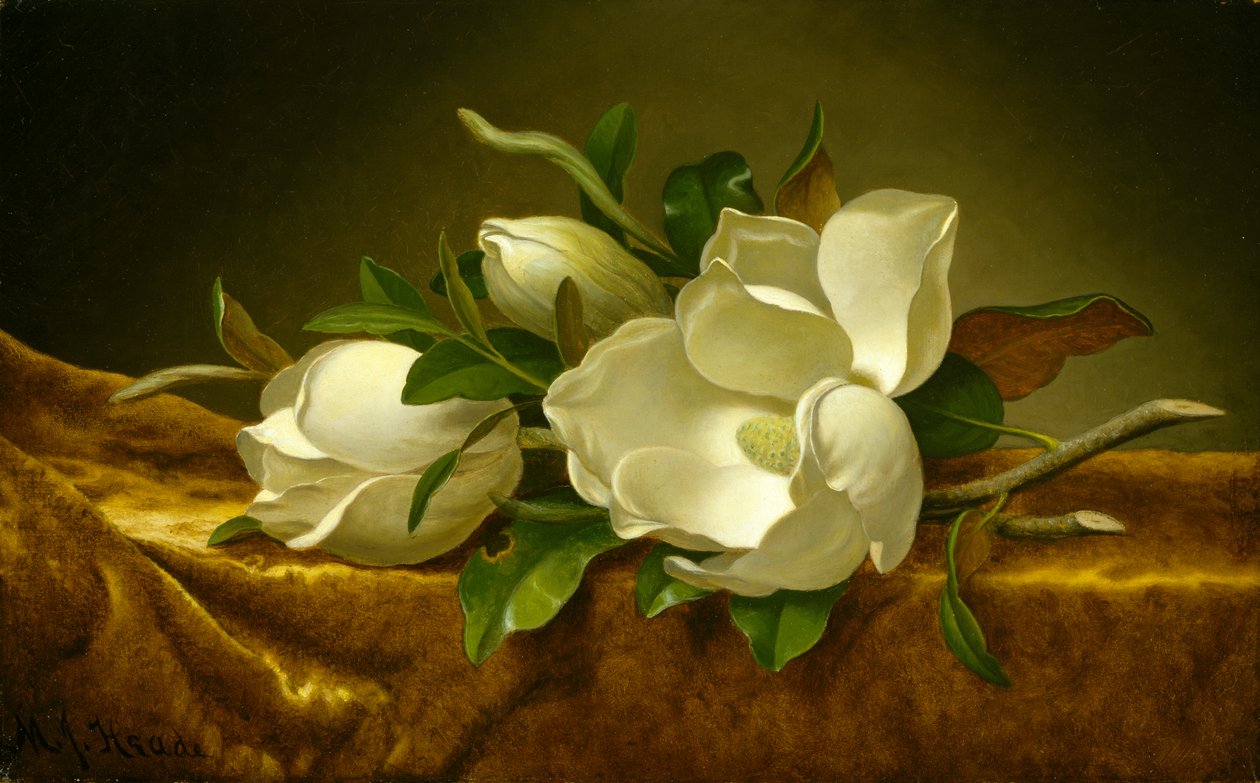Magnolien auf goldenem Samttuch, ca. 1888-90 von Martin Johnson Heade
