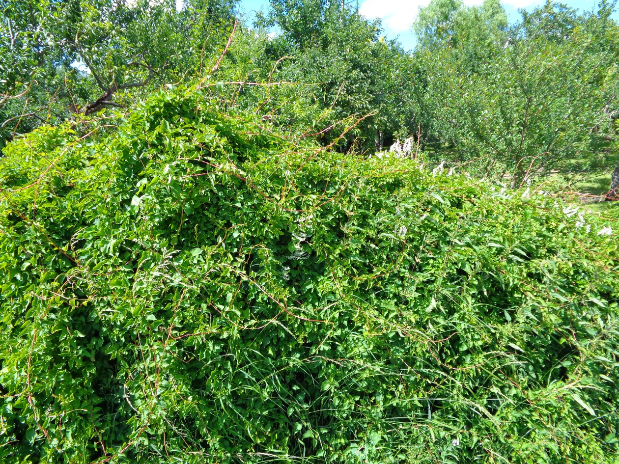 Apfelbaumgarten von Martina Konitzky