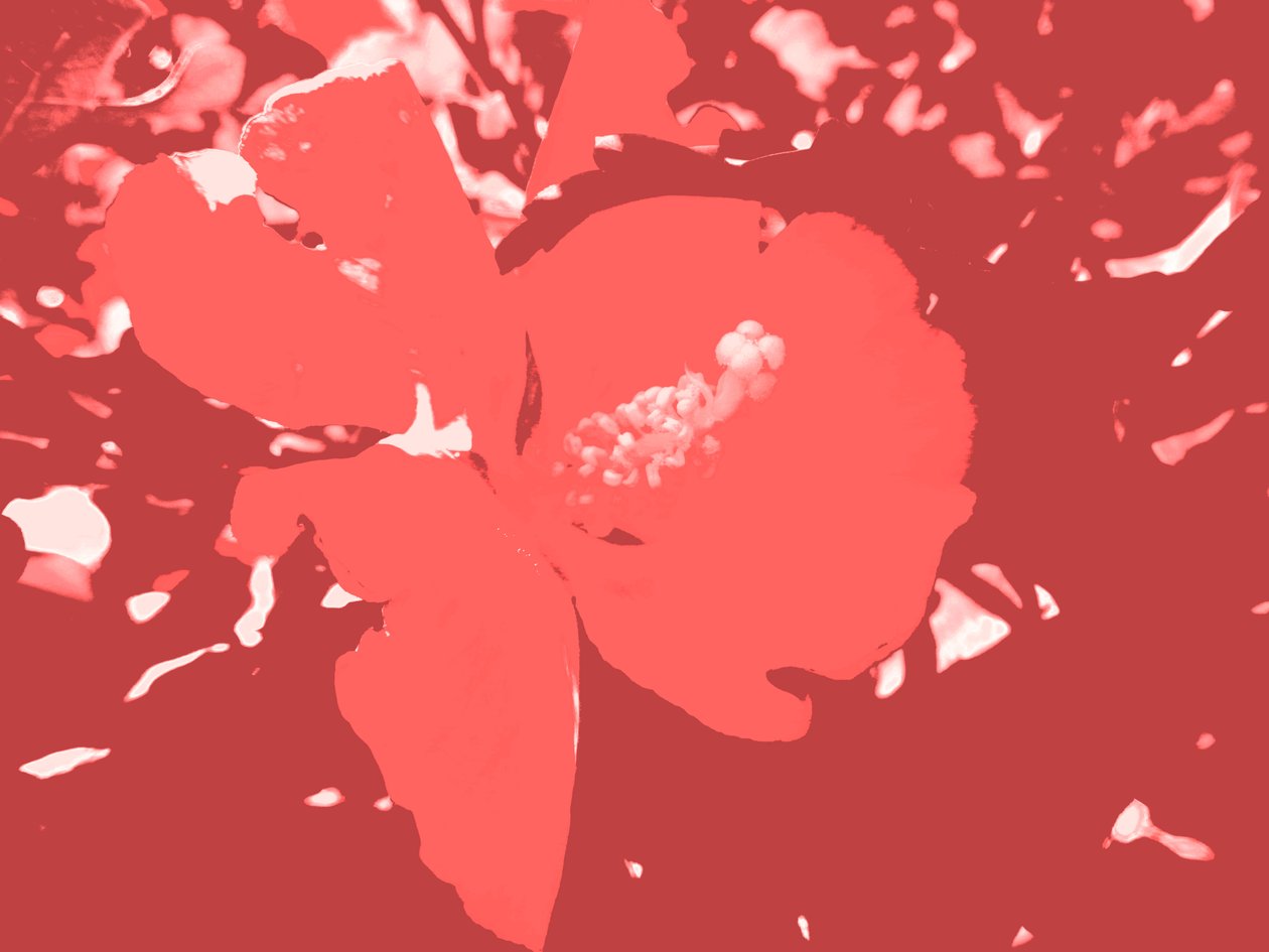 Blüte von Martina Konitzky