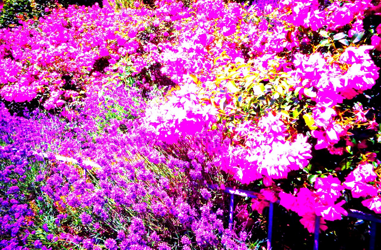 mit Rosen und Lavendel von Martina Konitzky