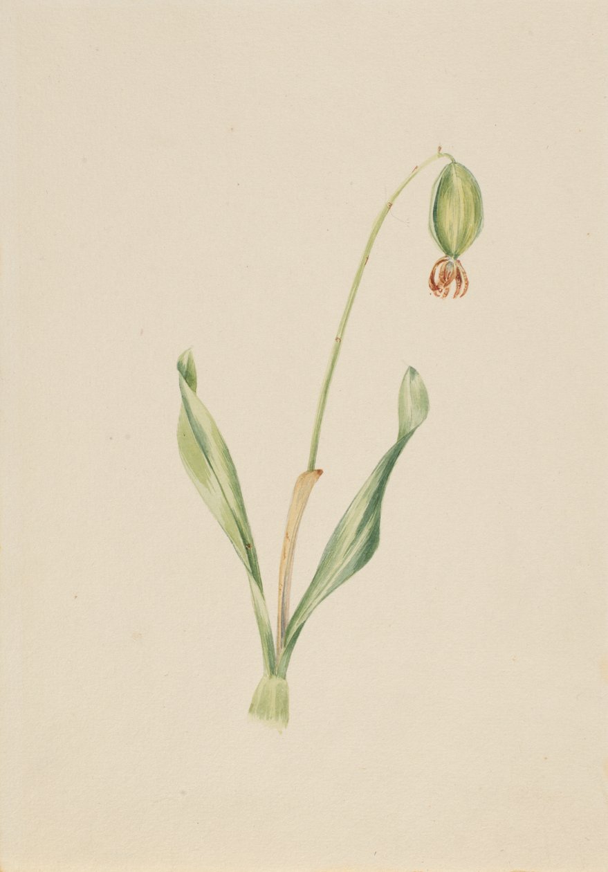 (Ohne Titel) (Pflanzenstudie) von Mary Vaux Walcott