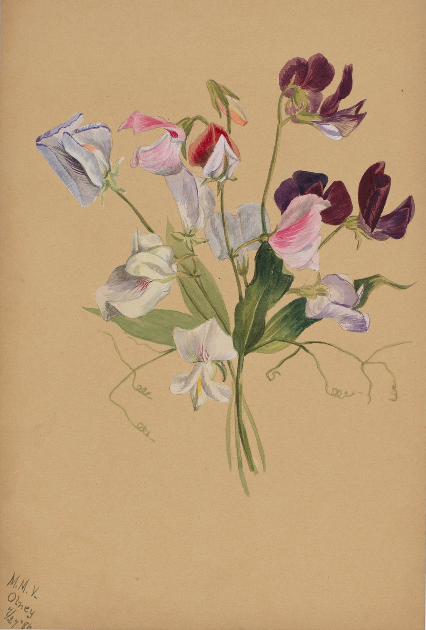 Ohne Titel--Blumenstudie von Mary Vaux Walcott