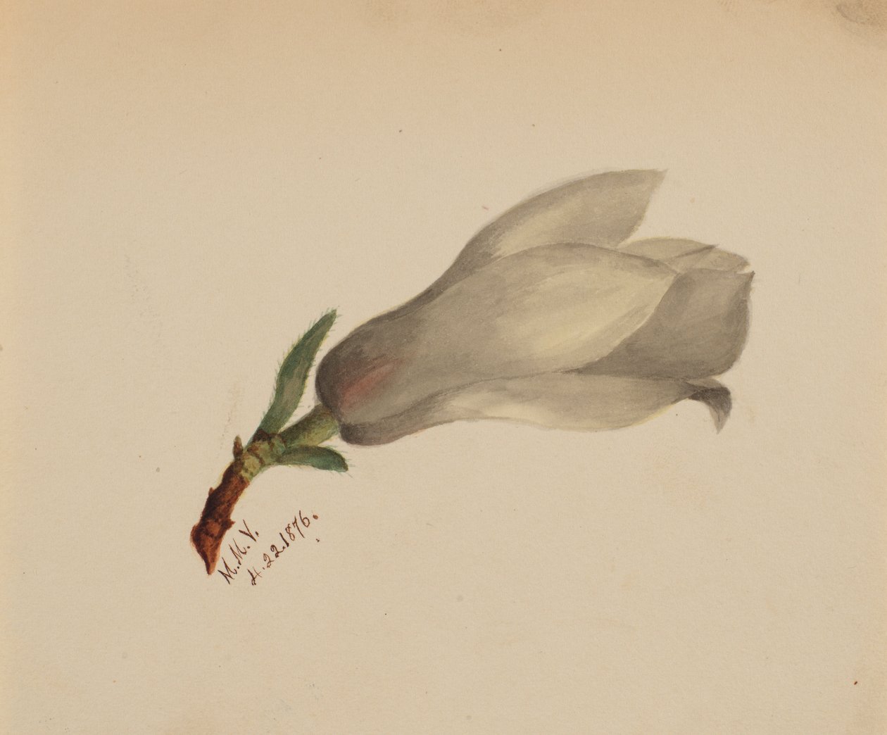 (Ohne Titel--Blumenstudie) von Mary Vaux Walcott