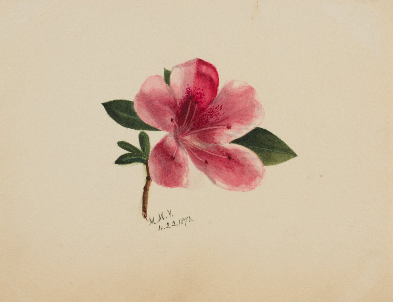 (Ohne Titel--Blumenstudie) von Mary Vaux Walcott