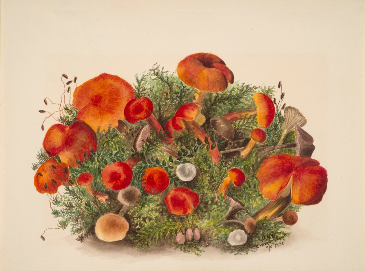 (Ohne Titel--Studie von Pilzen) von Mary Vaux Walcott