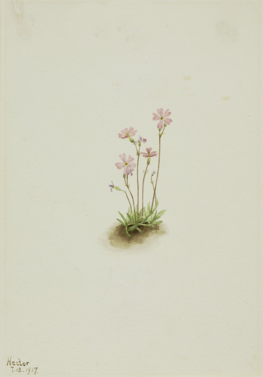 Alberta Primel Primula maccalliana, 1917 von Mary Vaux Walcott