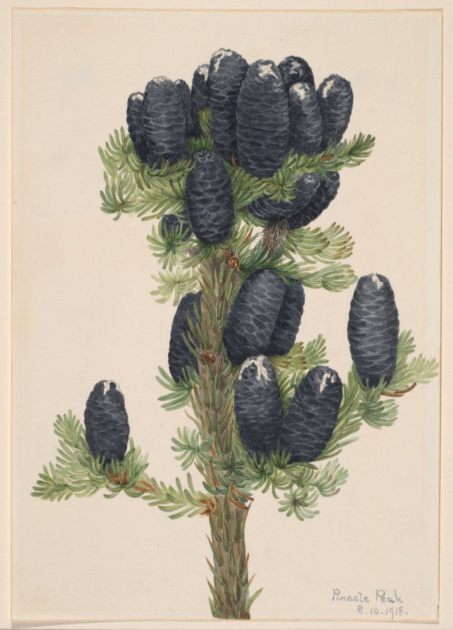 Alpen-Tanne (Abies lasiocarpa) von Mary Vaux Walcott