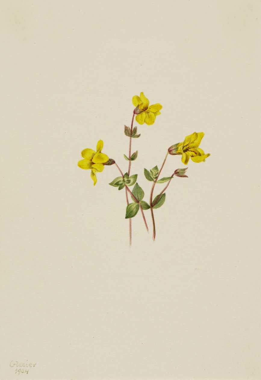 Alpen-Monkeyblume Mimulus caespitosus, 1904 von Mary Vaux Walcott