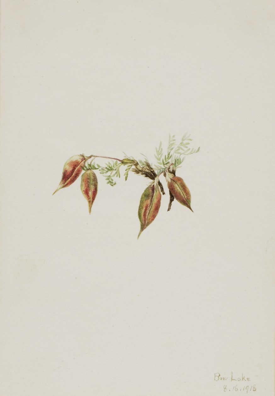 Alpen-Spitzkiel (Oxytropis podocarpa) von Mary Vaux Walcott