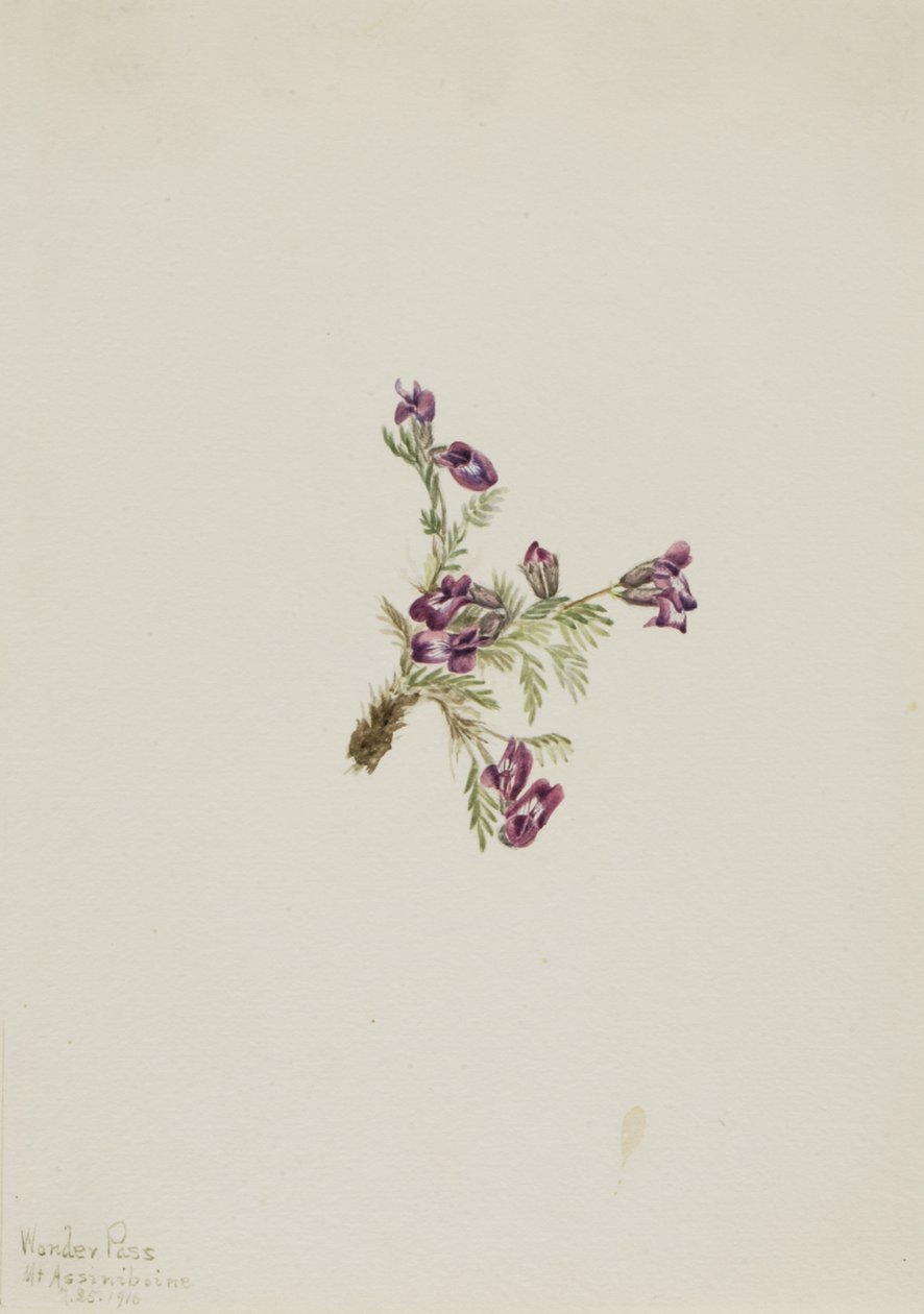 Alpen-Spitzkiel Oxytropis podocarpa, 1916 von Mary Vaux Walcott