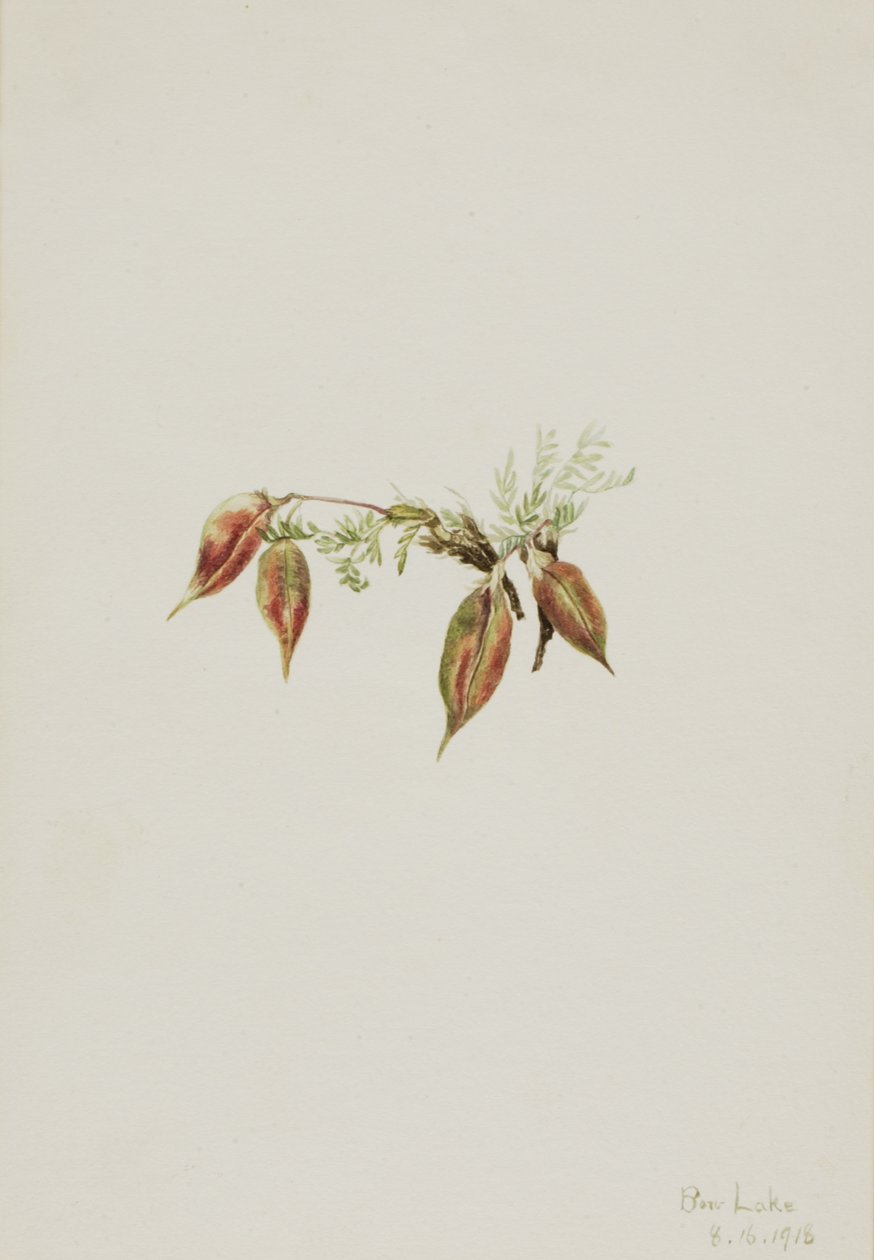 Alpen-Spitzkiel Oxytropis podocarpa, 1918 von Mary Vaux Walcott