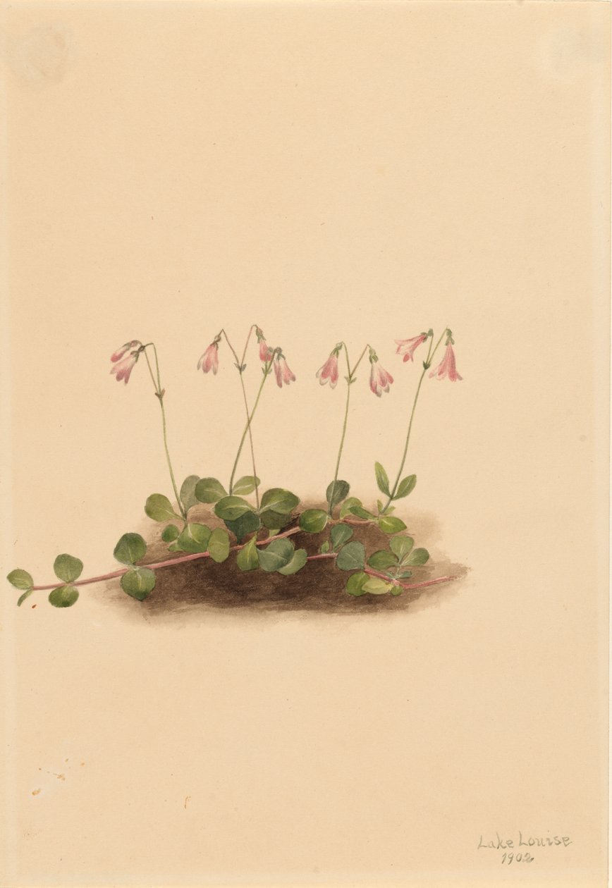 Amerikanische Zwillingblume Linnaea borealis americana, 1902 von Mary Vaux Walcott