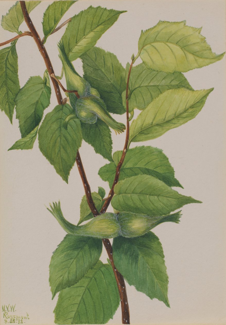 Schnabel-Haselnuss (Corylus rostrata) von Mary Vaux Walcott