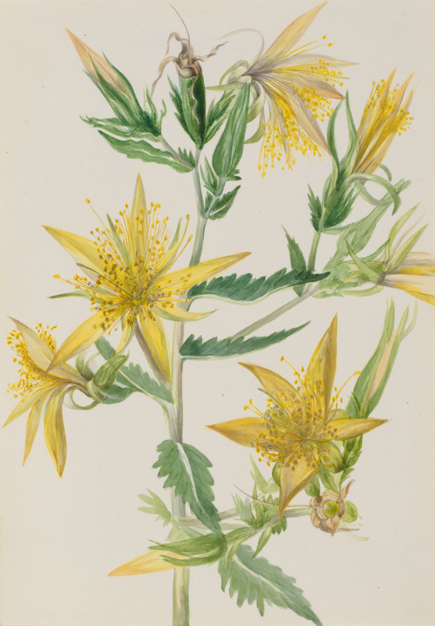 Blazing Star Mentzelia laevicaulis, ca. 1930er Jahre von Mary Vaux Walcott