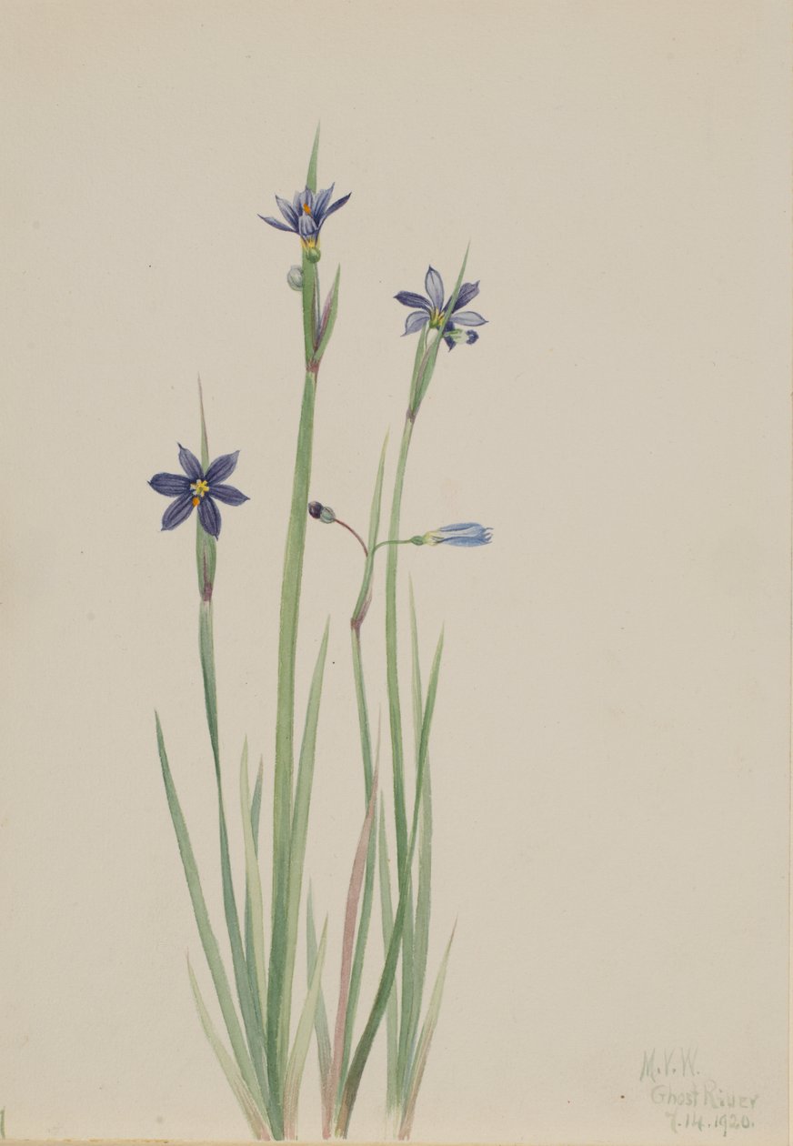 Blauäugiges Gras Sisyrinchium angustifolium, 1920 von Mary Vaux Walcott