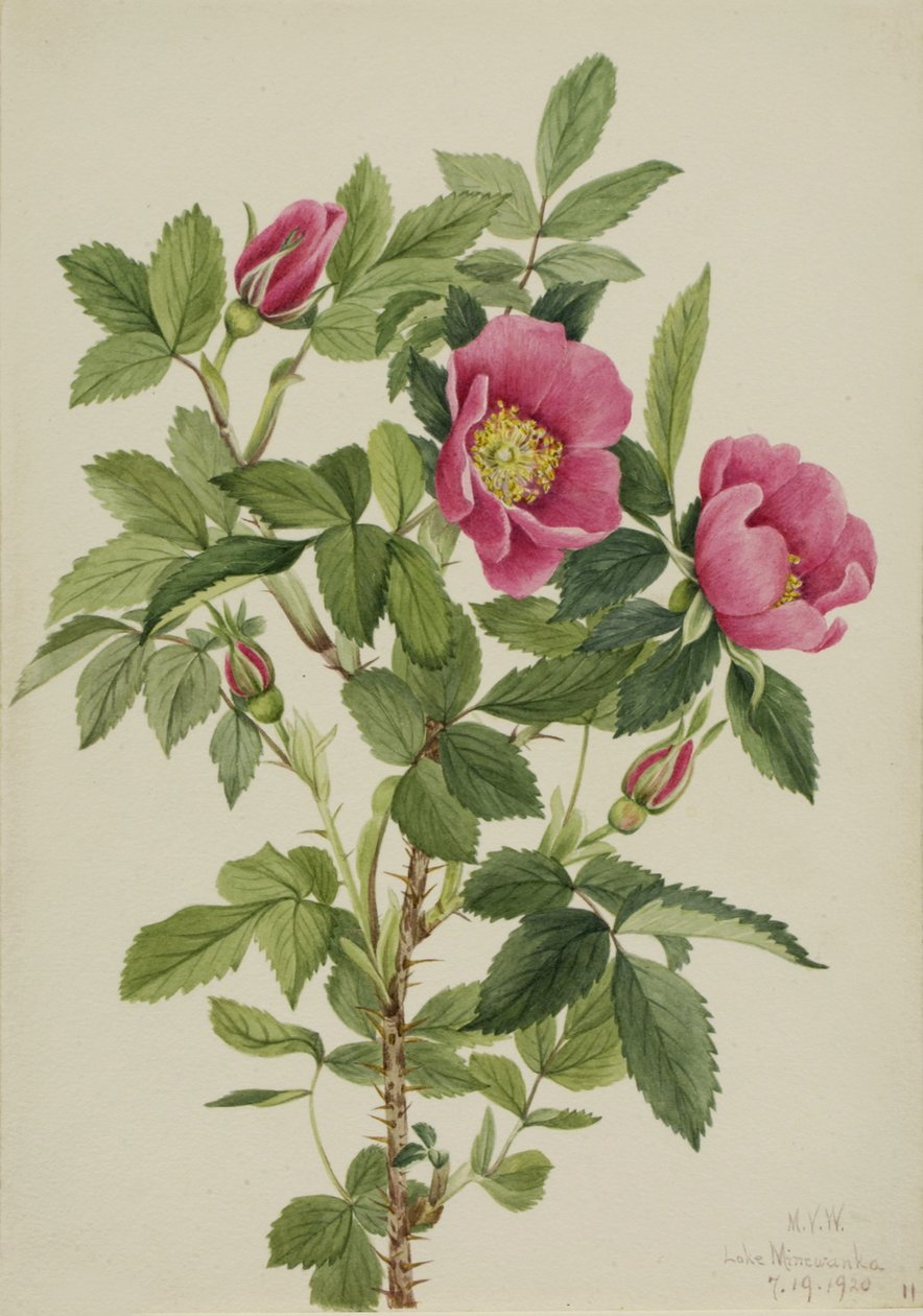 Bourgeau-Rose Rosa bourgeauiana, 1920 von Mary Vaux Walcott