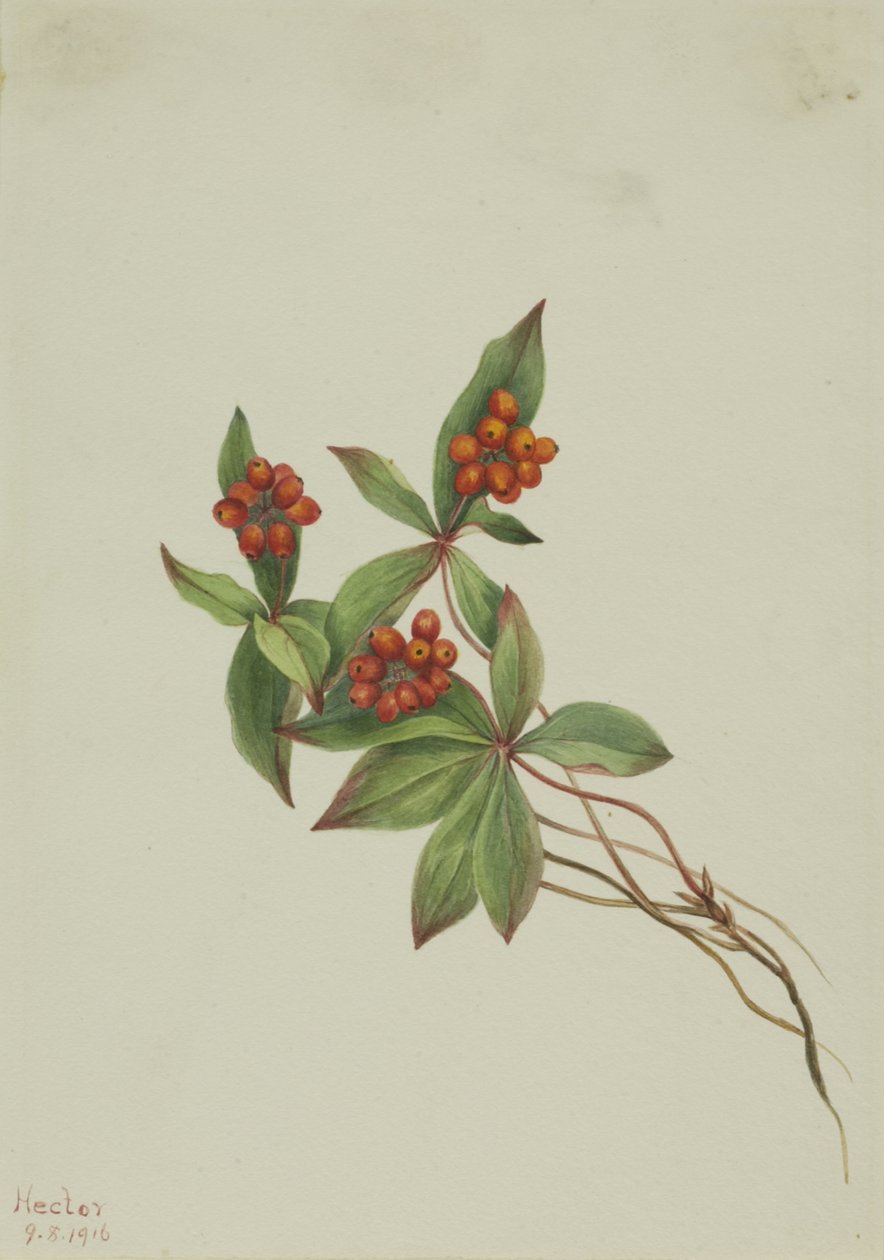 Kanadisches Hartriegel (Cornus canadensis) von Mary Vaux Walcott