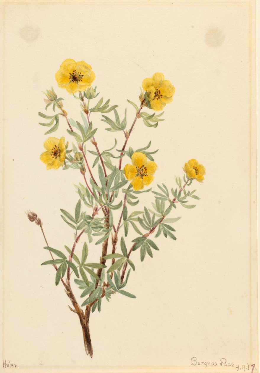 Busch-Fingerkraut Potentilla fruticosa, 1917 von Mary Vaux Walcott