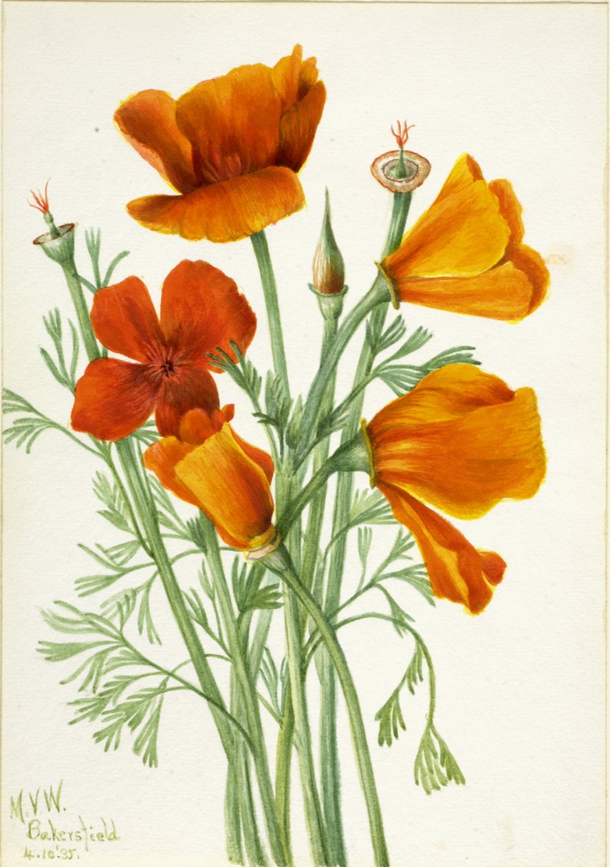 Kalifornischer Mohn Eschscholtzia californica von Mary Vaux Walcott