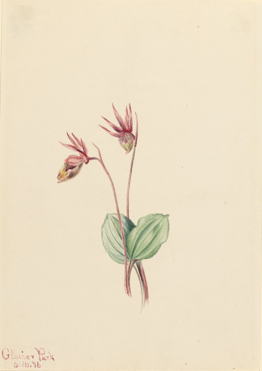 Calypso (Cytherea bulbosa) von Mary Vaux Walcott