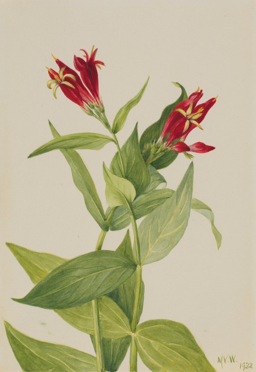 Carolina Pink Spigelia marylandica, 1932 von Mary Vaux Walcott