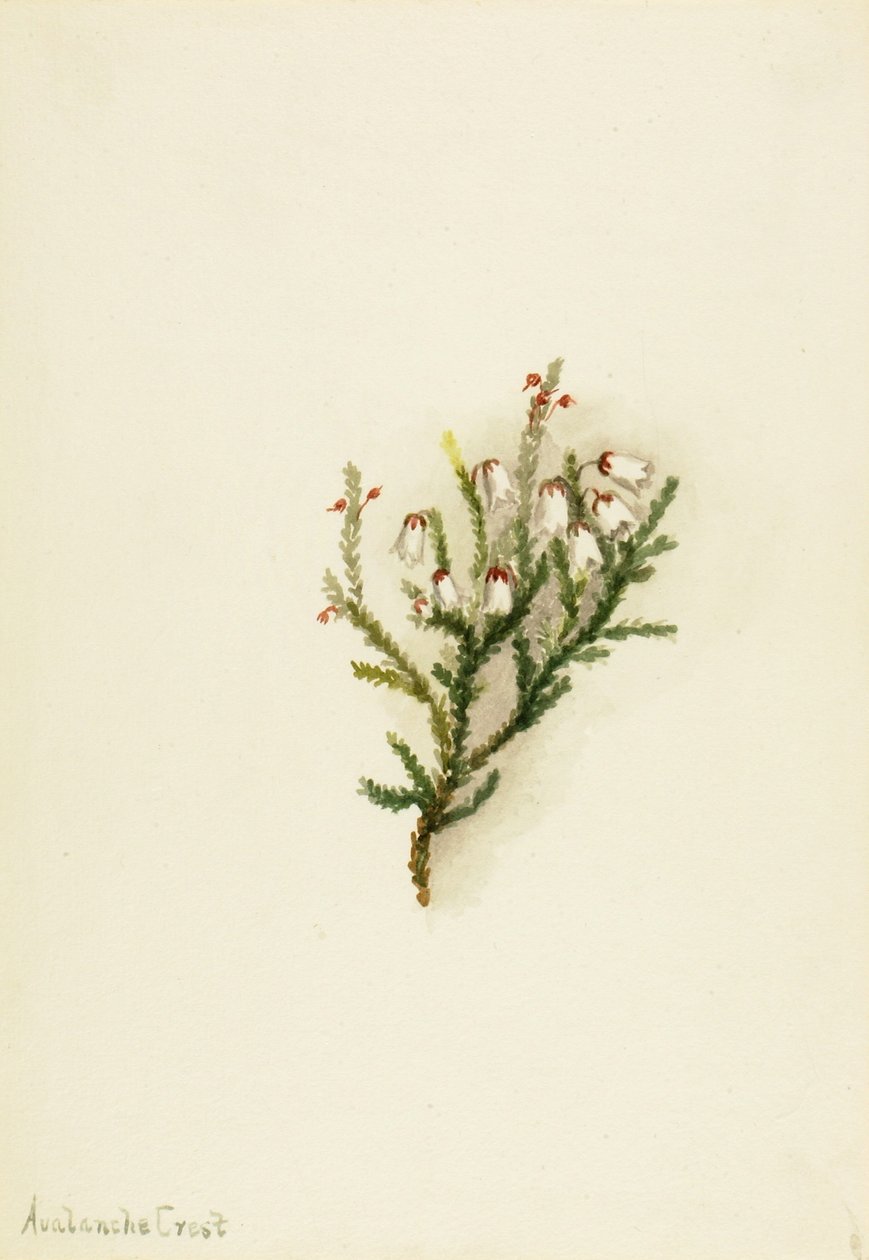 Cassiope (Cassiope mertensiana) von Mary Vaux Walcott