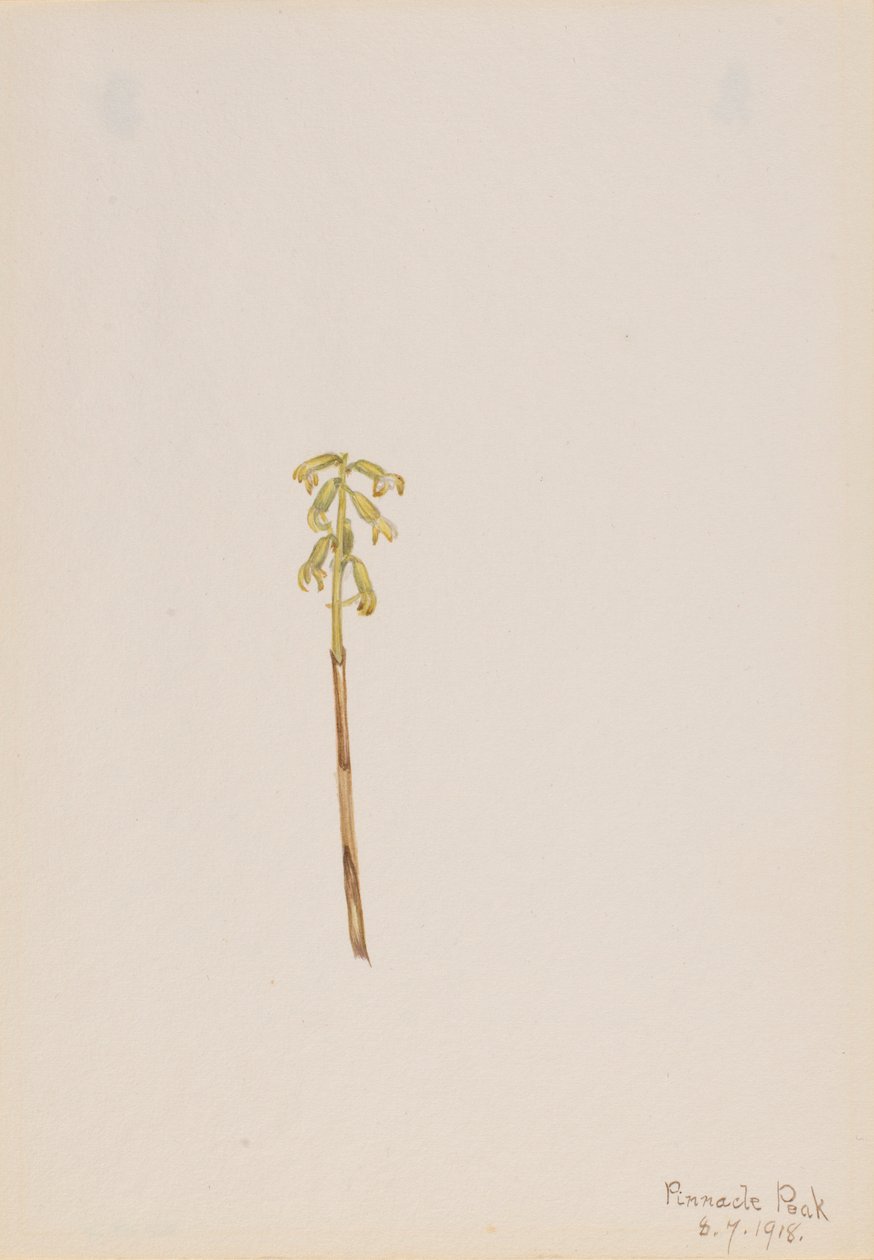 Korallenwurz (Corallorhiza corallorhiza) von Mary Vaux Walcott