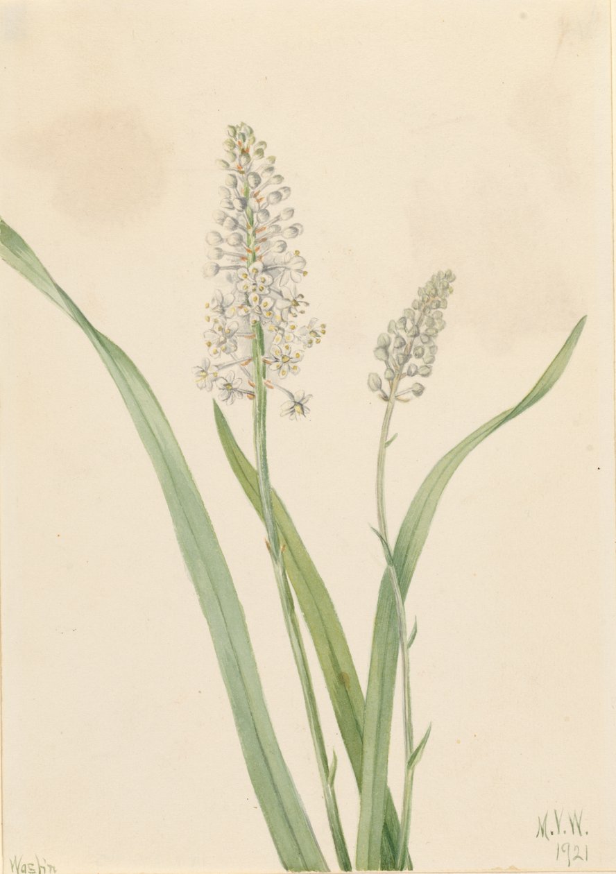 Krähenvergiftung (Chrosperma muscaetoxicum) von Mary Vaux Walcott