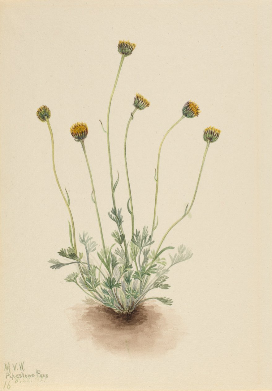 Geschnittenes Blatt-Fleabane (Erigeron compositus nudus) von Mary Vaux Walcott